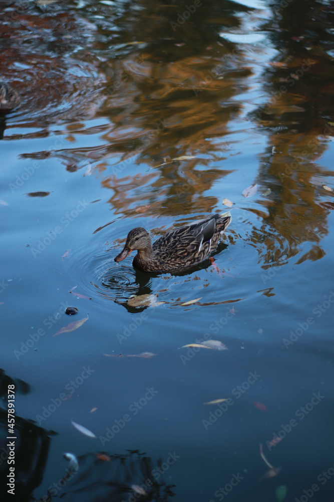 Fototapeta premium Ducks on beautiful lake in the park, autumn fall