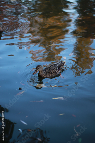 Ducks on beautiful lake in the park, autumn fall