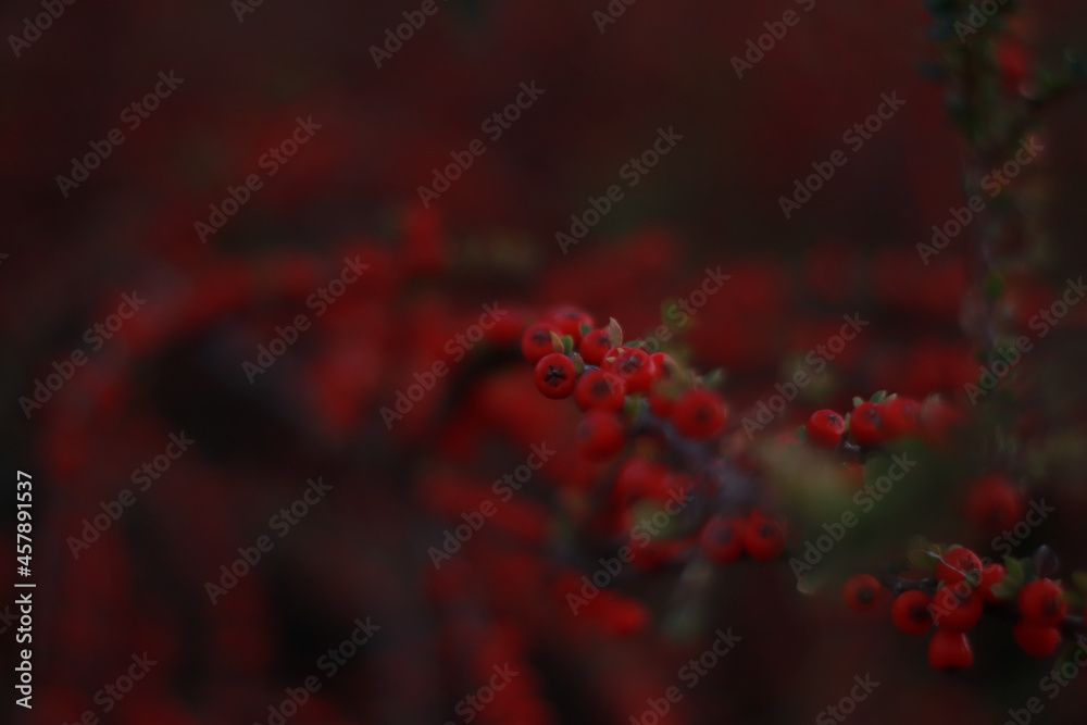 Pyracanthas red column fruits, beautiful nature Pyracanthas red column fruits, beautiful nature