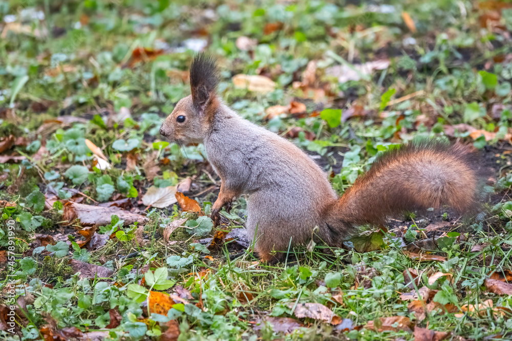 Autumn squirrel on green grass with fallen yellow leaves Autumn squirrel on green grass with fallen yellow leaves