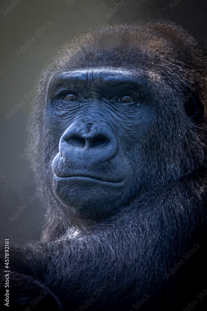 vertical portrait of a strong gorilla on a black background