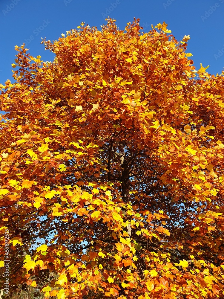 Background of autumn leaves on a tree against blue sky