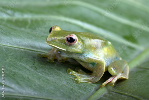 Close up photo of Malayan tree frog  (  Rhacoporus prosimians )