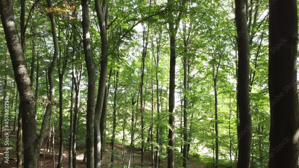Drohnenaufnahme durch den Buchenwald Drohnenaufnahme durch den Buchenwald