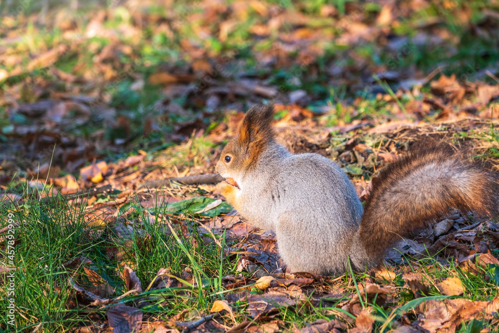 Autumn squirrel with nut on green grass with fallen yellow leaves Autumn squirrel with nut on green grass with fallen yellow leaves