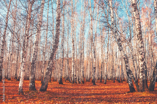 Autumn forest with birch trees and fallen yellow leaves at sunset. Beautiful autumn landscape. South Ural, Russia