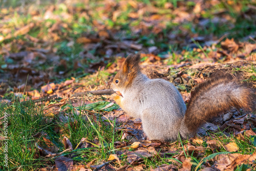 Autumn squirrel with nut on green grass with fallen yellow leaves