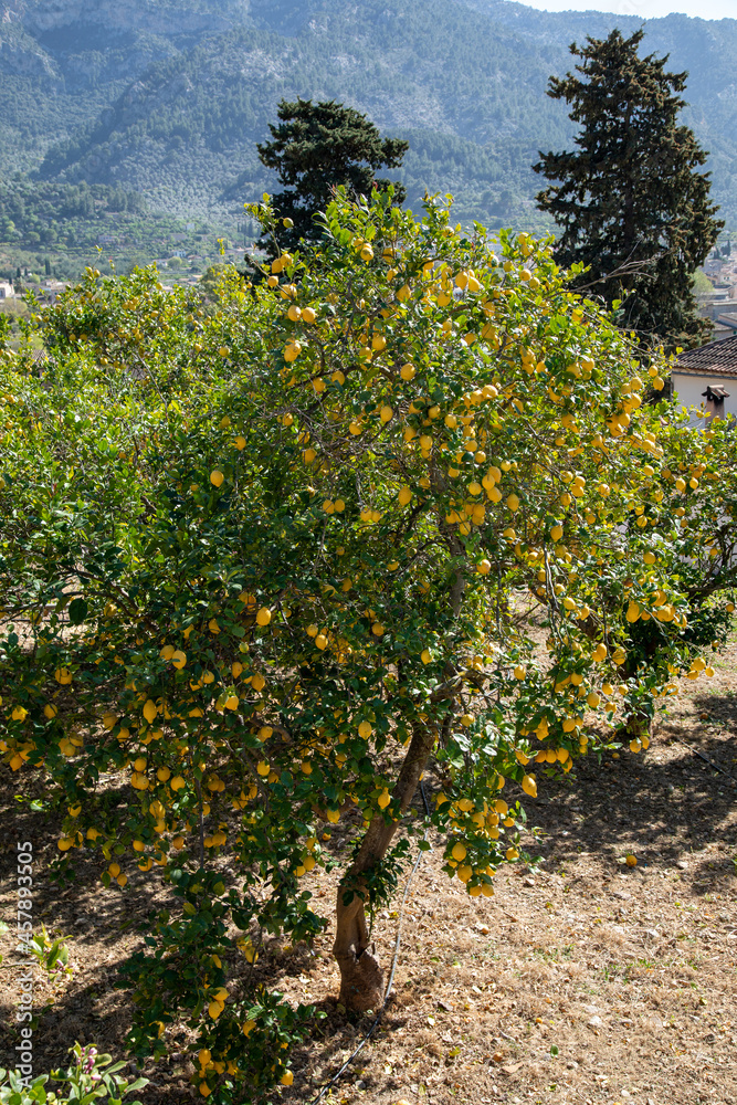 lemon tree, Soller, Mallora
