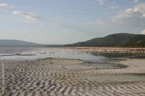 Flamingos at Lake Nakuru, Kenya photo