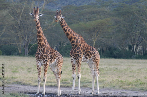 Two Masai Giraffe in Kenya looking at the camera