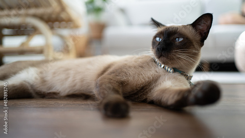 Cat Brown beige relaxing cat. Siamese cat resting