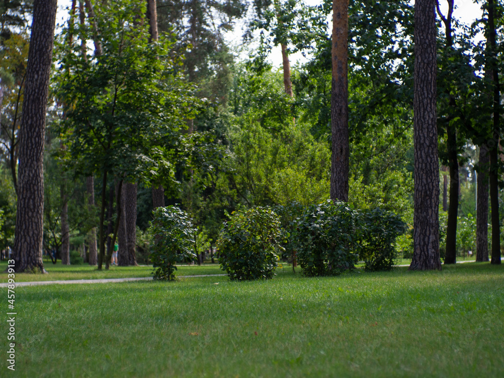 Obraz premium A beautiful summer green park in the city centre