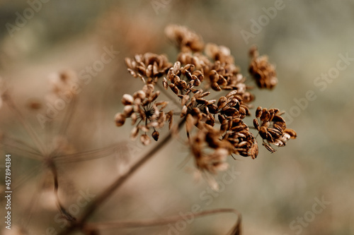 Dried wild flower closeup in nature. Brown colour plant with blurred background. 