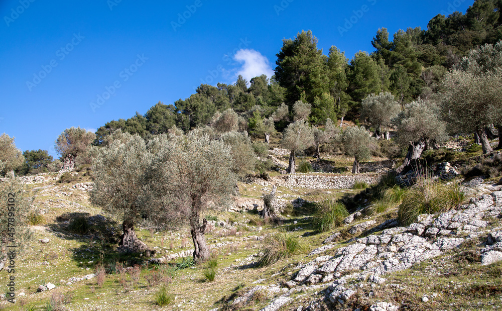Hiking trail around Alaro and Orient with olive trees