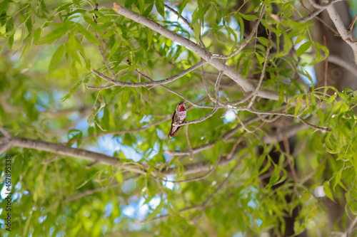 Hummingbird resting on branch in tree