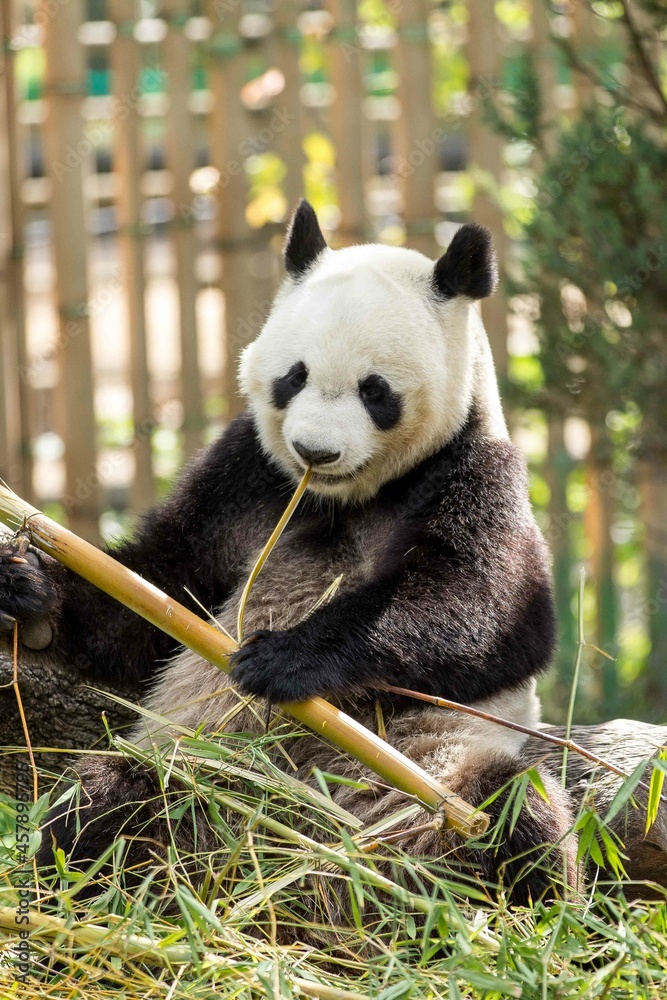 Oso panda comiendo bambú