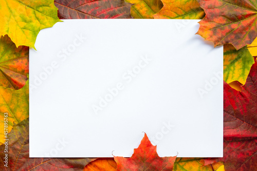 Frame from colorful maple leaves overlap. Autumn background flat lay. Blank white paper in center. Vivid red, purple, orange, yellow foliage. Top view, copy space