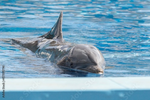 Delf  n saliendo del agua