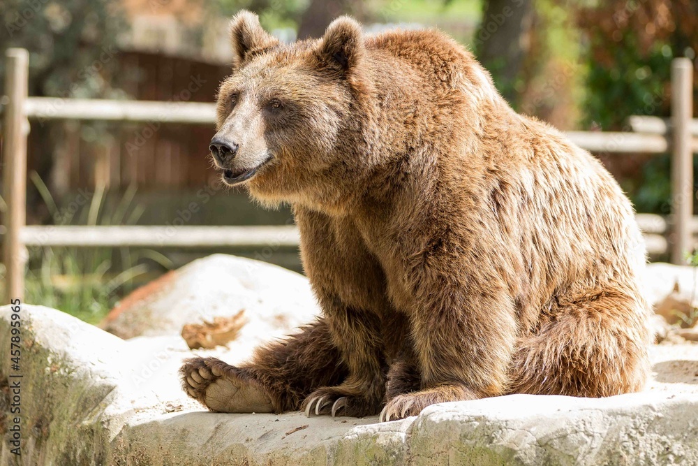 Fototapeta premium oso pardo sentado