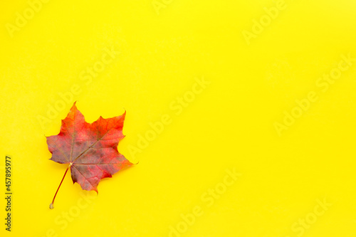 Maple leaf lies on a solid yellow surface. Autumn minimal background. Vivid red, purple, orange foliage. Top view, copy space.