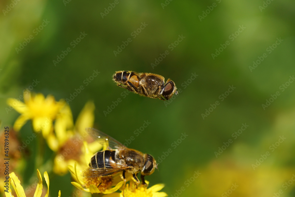 Obraz premium Focus on flying male drone fly, Eristalis nemorum flying above blurred female and blurred yellow flowers of ragwort (Senecio jacobaea). Summer in a Dutch garden.