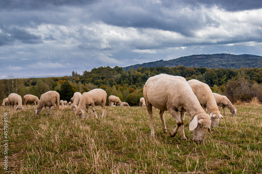 Sheep flock grazing outdoors. Vlasina lake, Eastern Serbia Sheep flock grazing outdoors. Vlasina lake, Eastern Serbia