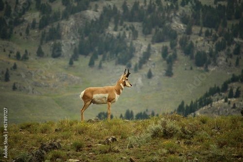 Pronghorn antelope in Yellowstone National Park