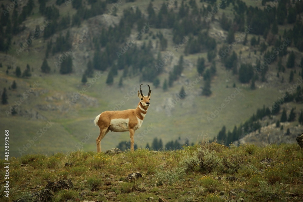 Pronghorn antelope in Yellowstone National Park - obrazy, fototapety, plakaty 