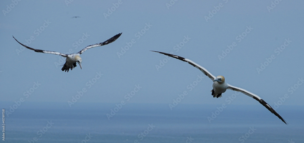 Close up of Flying Gliding Thermal Riding Large White Sea Bird Gannets with a huge wingspan over blue sky and ocean on English clifftops Close up of Flying Gliding Thermal Riding Large White Sea Bird Gannets with a huge wingspan over blue sky and ocean on English clifftops