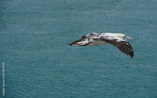 Close up of single White Gannet Flying  Large wingspan Sea-Bird  large nesting population of birds on cliff-face with blue sky and ocean. Birds Gliding  slope soaring with ridge lift and thermals.