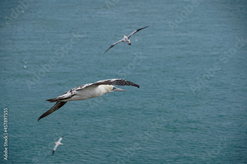 Close up of Flying Gliding Thermal Riding Large White Sea Bird Gannets with a huge wingspan over blue sky and ocean on English clifftops