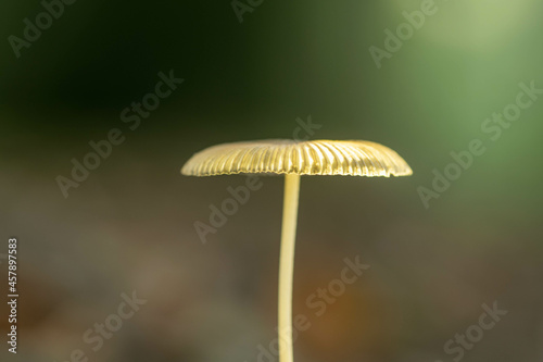 macro photo of a small forest mushroom with a nice soft bokeh background and a nice clear stem and hat