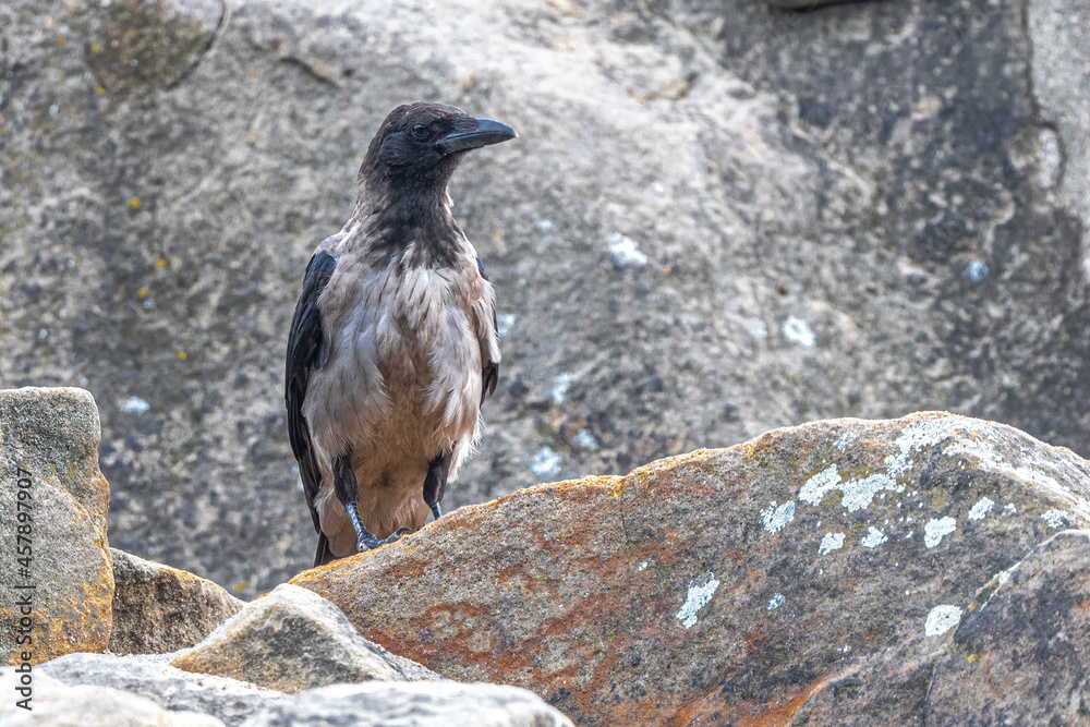 Fototapeta premium Carrion Crow (Corvus corone cornix)