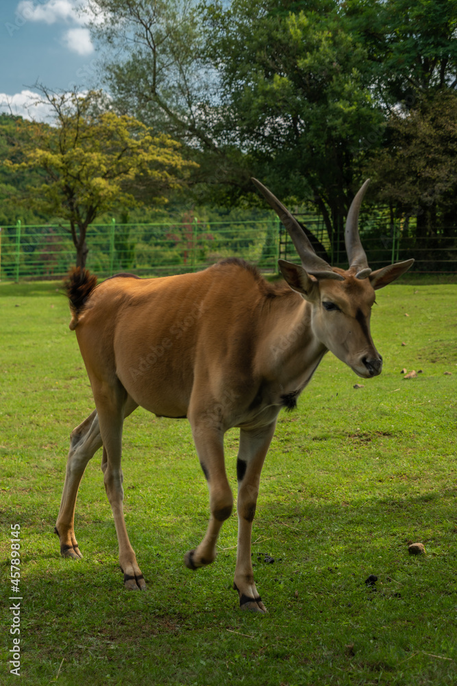 Big antelope with horns on green grass meadow in summer sunny day Big antelope with horns on green grass meadow in summer sunny day