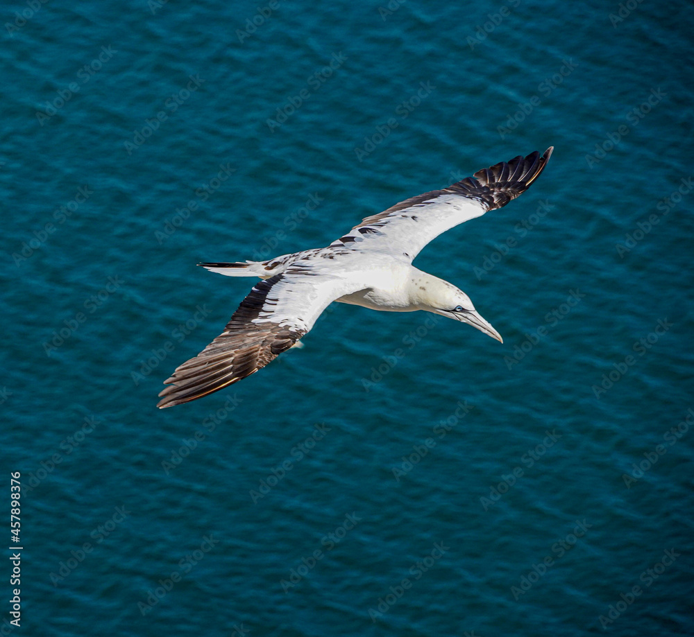 Naklejka premium Close up of single Gannet Flying, Large wingspan White Sea-Bird, large nesting population of birds on cliff-face with blue sky and ocean. Birds Gliding, slope soaring with ridge lift and thermals.