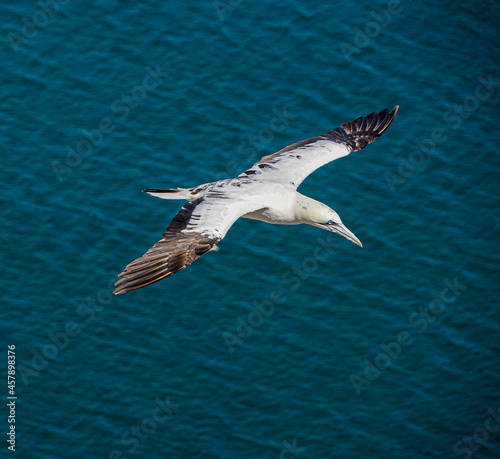Close up of single Gannet Flying, Large wingspan White Sea-Bird, large nesting population of birds on cliff-face with blue sky and ocean. Birds Gliding, slope soaring with ridge lift and thermals. © Pluto119