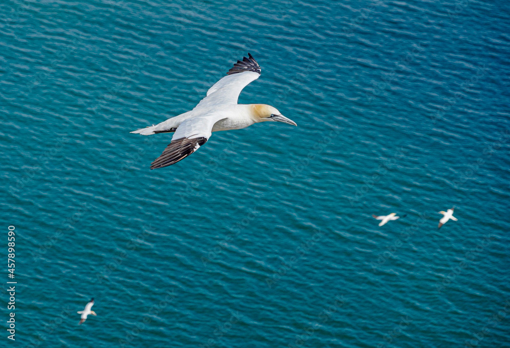 Close up of single Gannet Flying, Large wingspan White Sea-Bird, large nesting population of birds on cliff-face with blue sky and ocean. Birds Gliding, slope soaring with ridge lift and thermals. Close up of single Gannet Flying, Large wingspan White Sea-Bird, large nesting population of birds on cliff-face with blue sky and ocean. Birds Gliding, slope soaring with ridge lift and thermals.