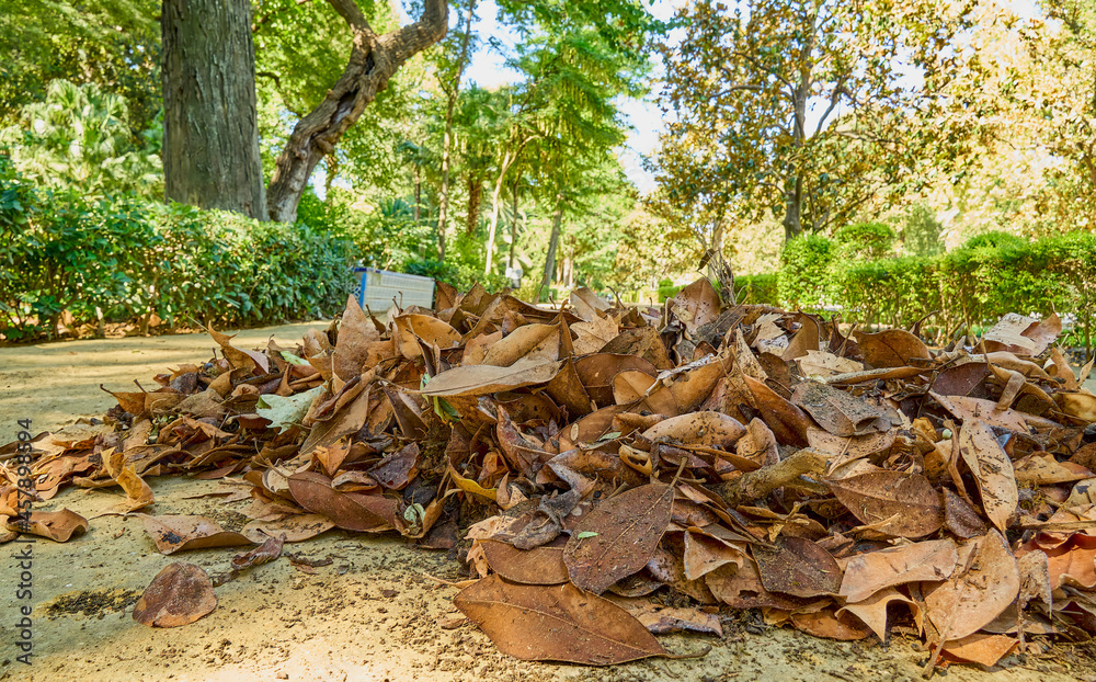 Autumn causes the leaves to fall from the trees in the parks. Selective focus. Autumn causes the leaves to fall from the trees in the parks. Selective focus.