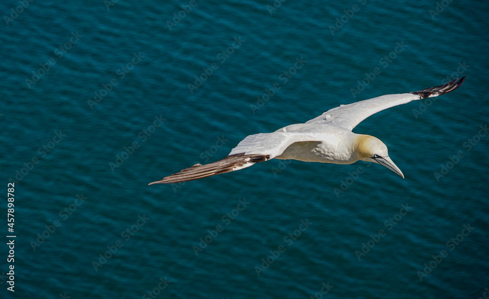 Close up of single Gannet Flying, Large wingspan White Sea-Bird, large nesting population of birds on cliff-face with blue sky and ocean. Birds Gliding, slope soaring with ridge lift and thermals.