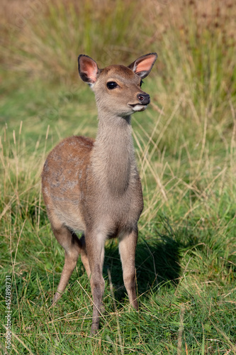 Sika Deer Calf (Cervus Nippon) in a grassy meadow
