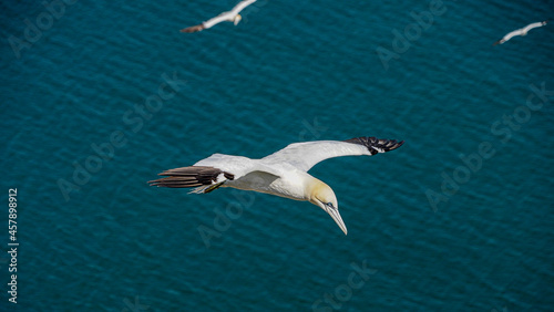 Close up of single Gannet Flying  Large wingspan White Sea-Bird  large nesting population of birds on cliff-face with blue sky and ocean. Birds Gliding  slope soaring with ridge lift and thermals.