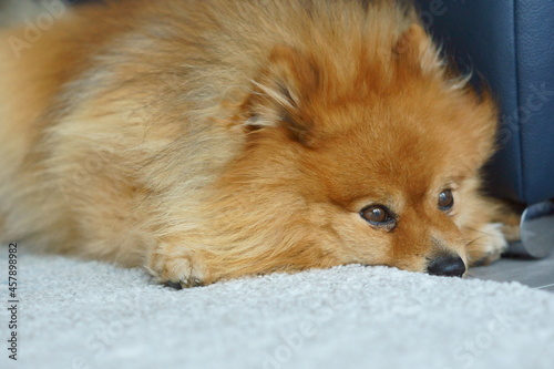 hund liegt auf dem boden wartend auf seinen Herrchen