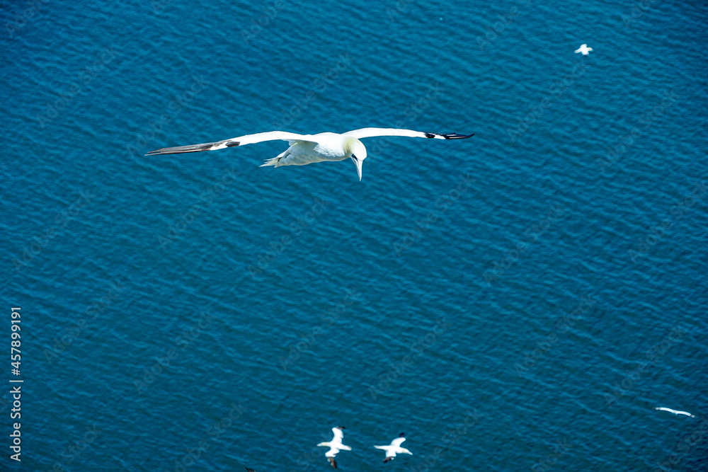 Close up of single Gannet Flying, Large wingspan White Sea-Bird, large nesting population of birds on cliff-face with blue sky and ocean. Birds Gliding, slope soaring with ridge lift and thermals. Close up of single Gannet Flying, Large wingspan White Sea-Bird, large nesting population of birds on cliff-face with blue sky and ocean. Birds Gliding, slope soaring with ridge lift and thermals.