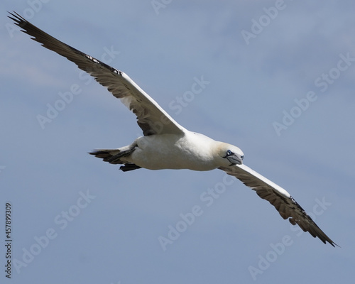 Close up of single Gannet Flying  Large wingspan White Sea-Bird  large nesting population of birds on cliff-face with blue sky and ocean. Birds Gliding  slope soaring with ridge lift and thermals.