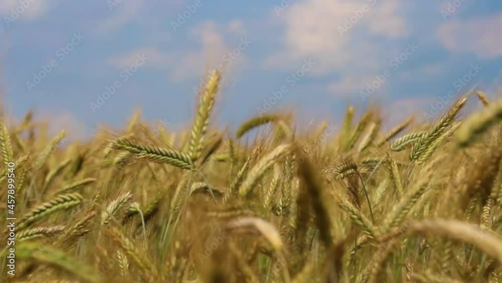 Wheat field, ears swaying from the light wind. View of a field of ripening wheat on a summer day. Agriculture concept Wheat field, ears swaying from the light wind. View of a field of ripening wheat on a summer day. Agriculture concept