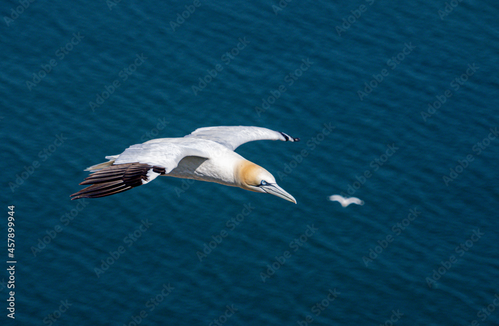 Close up of single Gannet Flying, Large wingspan White Sea-Bird, large nesting population of birds on cliff-face with blue sky and ocean. Birds Gliding, slope soaring with ridge lift and thermals. Close up of single Gannet Flying, Large wingspan White Sea-Bird, large nesting population of birds on cliff-face with blue sky and ocean. Birds Gliding, slope soaring with ridge lift and thermals.
