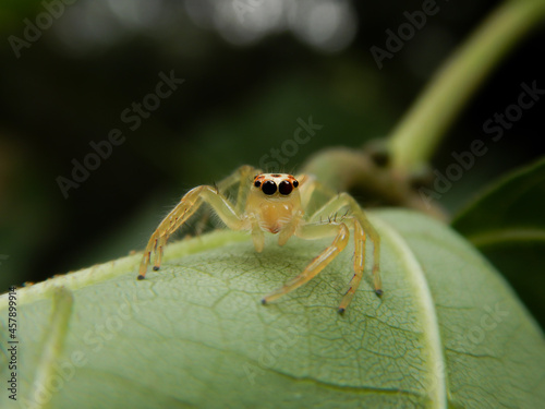 The two striped jumper or telamonia dimidiata jumping spider on a green leaf