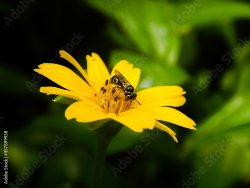 A small bee collecting honey and pollen from a yellow creeping oxeye flower