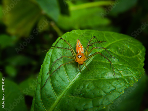 Orange lynx spider on a green leaf, striped lynx spider, oxyopidae, poisonous spider