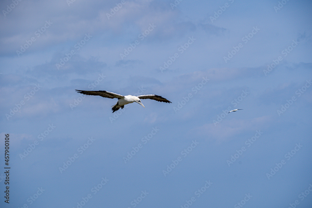 Close up of single Gannet Flying, Large wingspan White Sea-Bird, large nesting population of birds on cliff-face with blue sky and ocean. Birds Gliding, slope soaring with ridge lift and thermals. Close up of single Gannet Flying, Large wingspan White Sea-Bird, large nesting population of birds on cliff-face with blue sky and ocean. Birds Gliding, slope soaring with ridge lift and thermals.